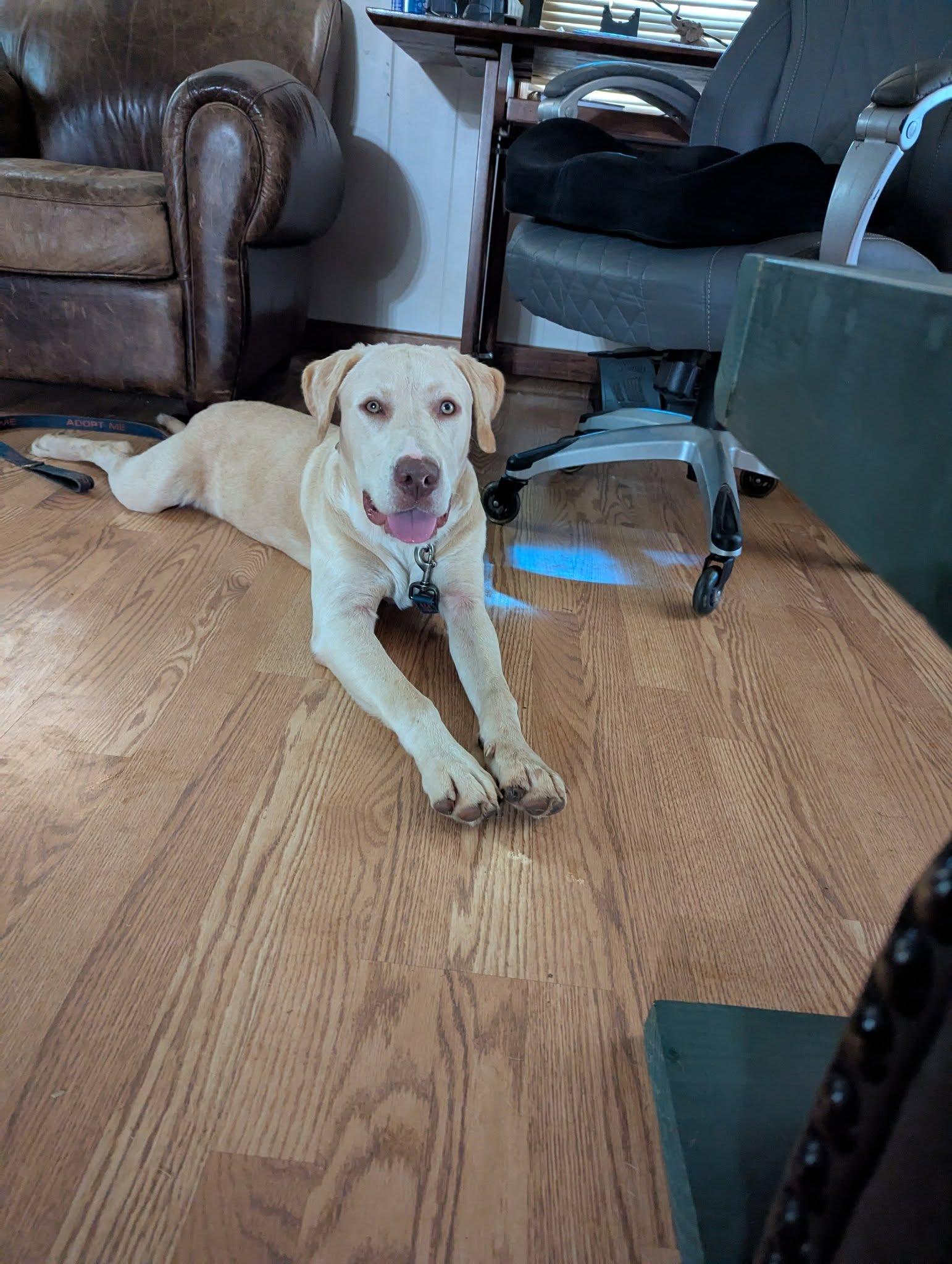 Robert L. Frost, a Adoptable Labrador Retriever in Greenville, SC image 1/3