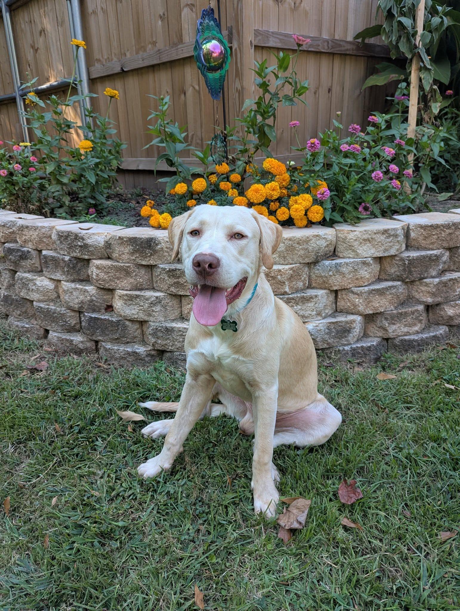Robert L. Frost, a Adoptable Labrador Retriever in Greenville, SC image 2/3