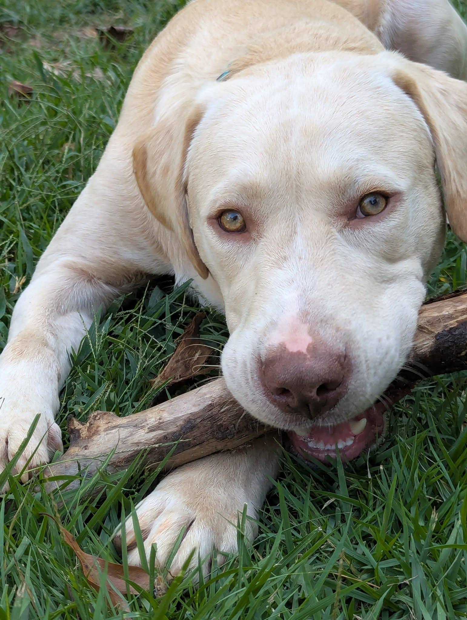 Robert L. Frost, a Adoptable Labrador Retriever in Greenville, SC image 3/3