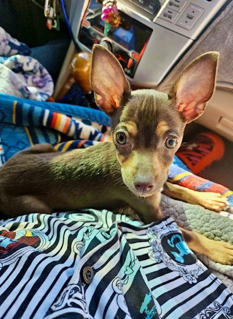 Phoebe, a Adoptable Chihuahua in Mesa, AZ image 1/3