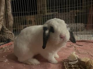 Margo, Adopted, Adult Female Lop Eared.