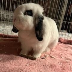 Enlarge Margo, a Adopted Lop Eared in North Wales , PA image 2/2
