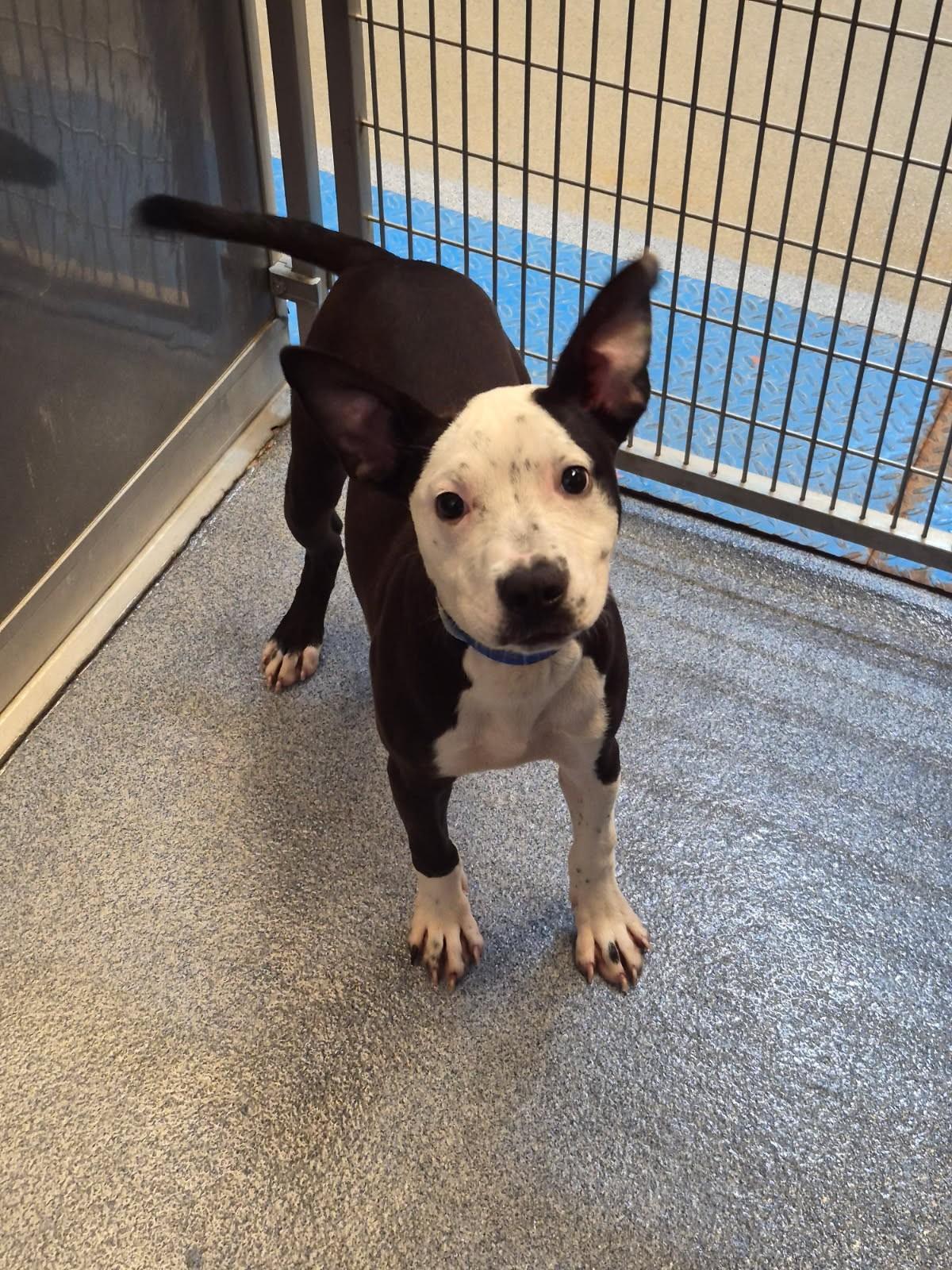 Calhoun, ADOPTABLE, Young Male Pit Bull Terrier.