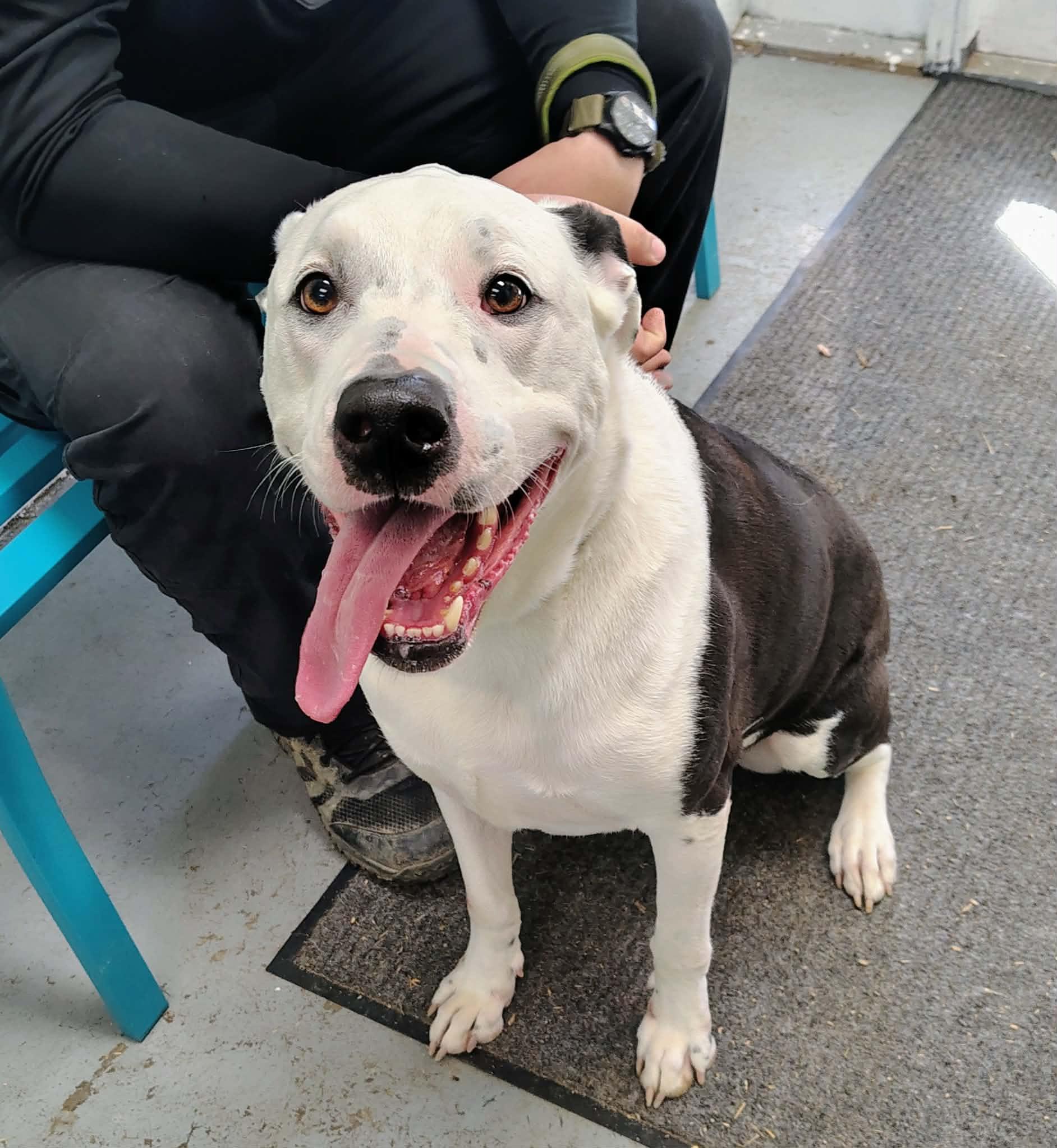 Enlarge Frisko, a Adoptable mixed breed in Fayetteville, WV image 1/3