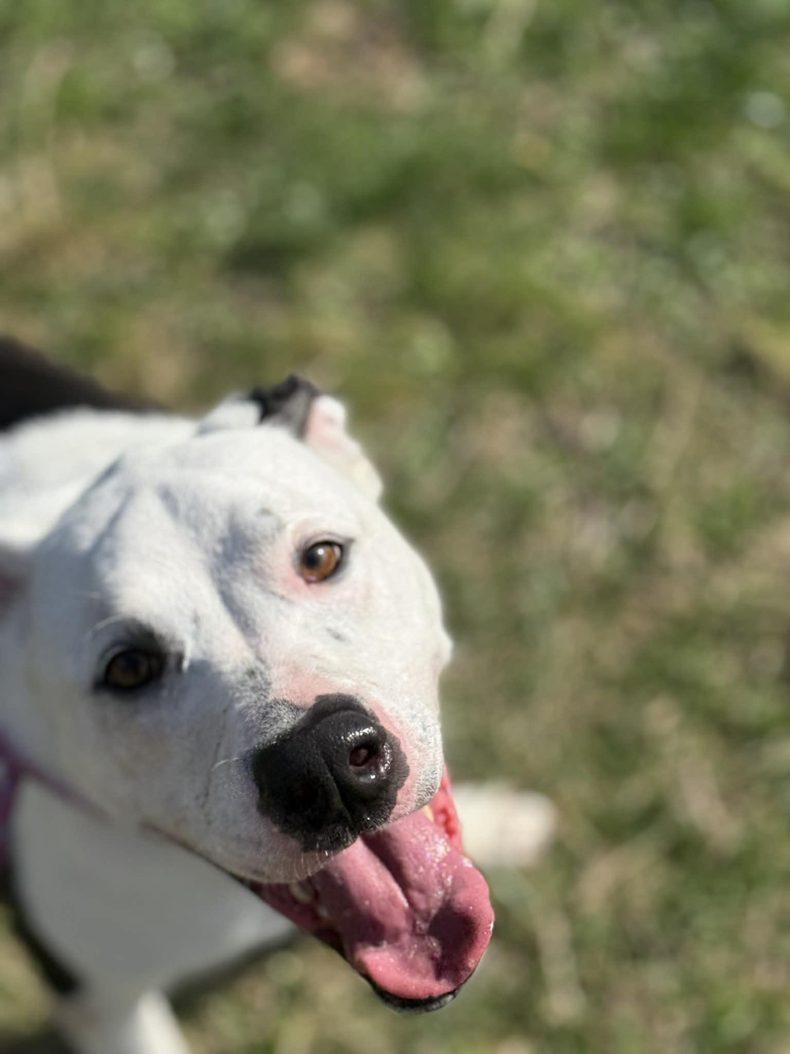 Enlarge Frisko, a Adoptable mixed breed in Fayetteville, WV image 2/3