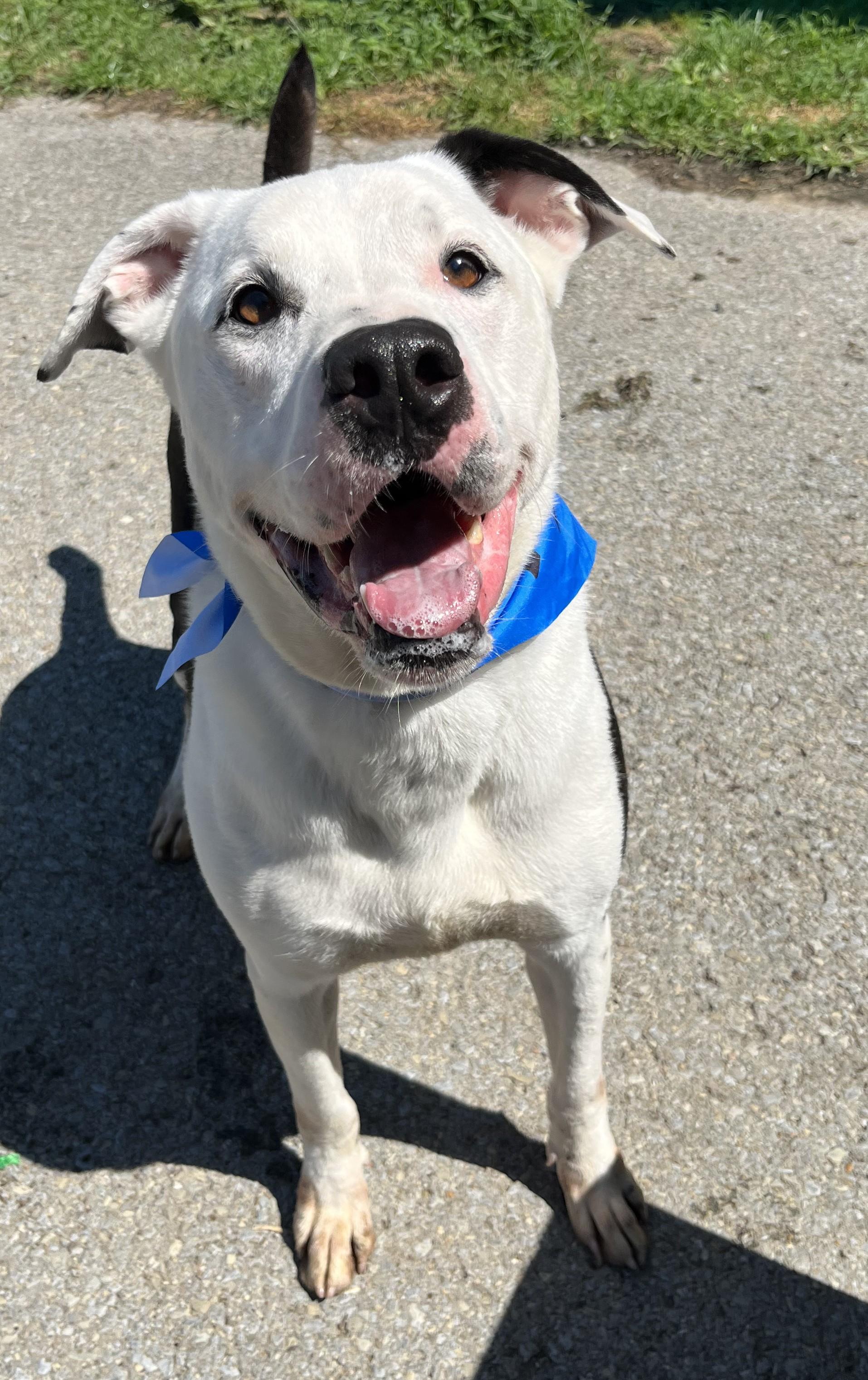 Frisko, a Adoptable mixed breed in Fayetteville, WV image 3/4
