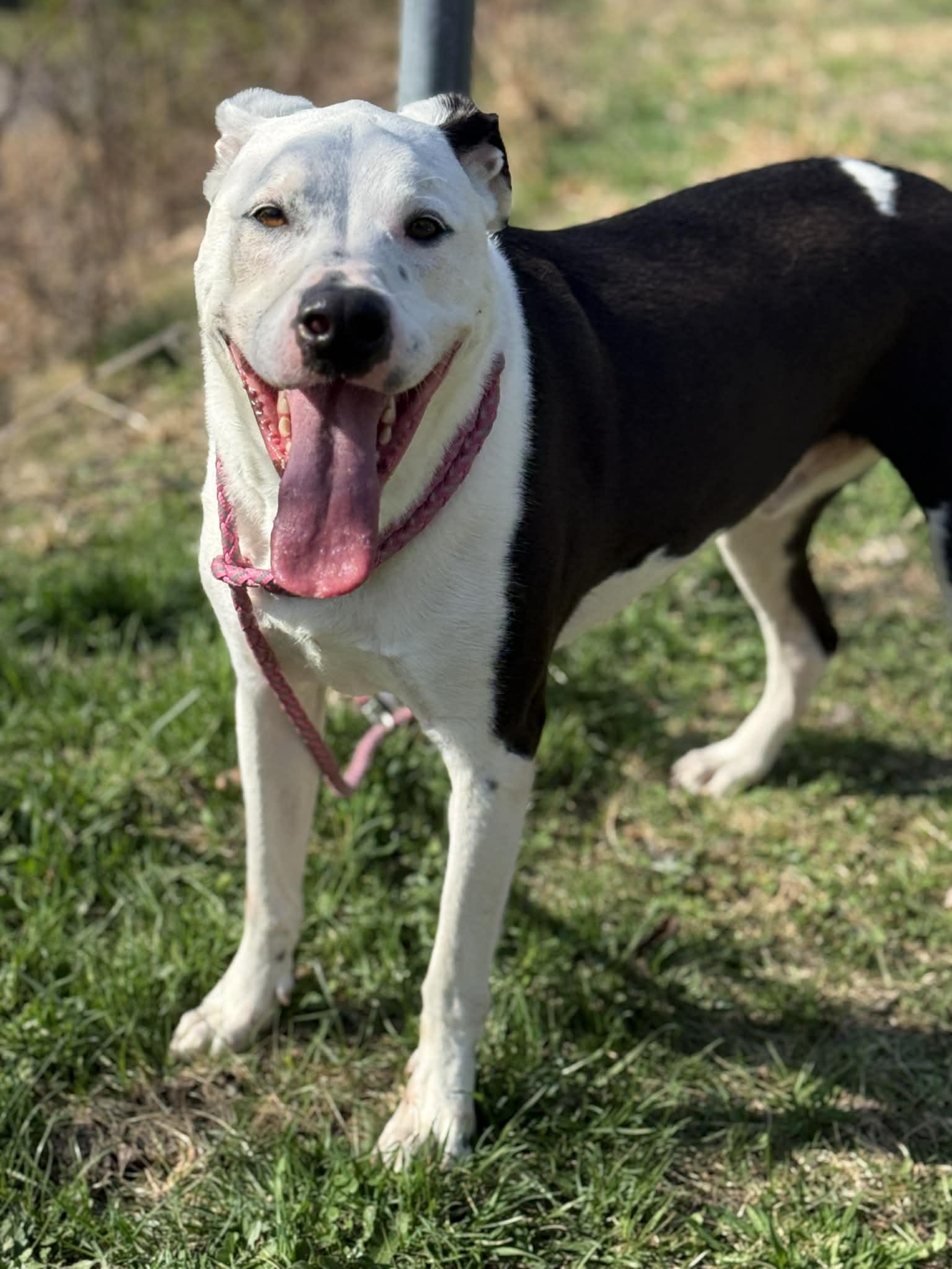 Enlarge Frisko, a Adoptable mixed breed in Fayetteville, WV image 3/3
