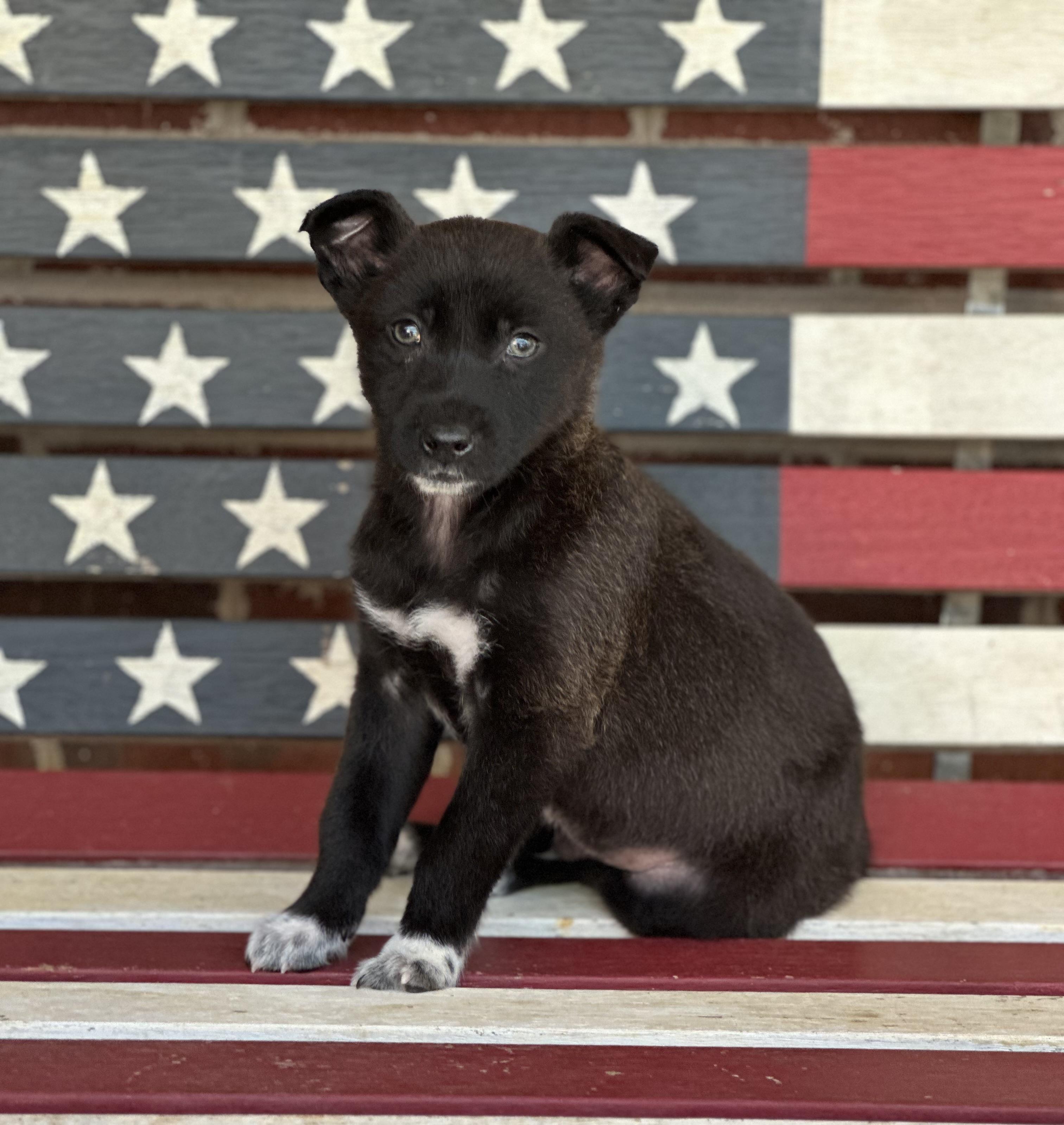 Enlarge Aidan, a ADOPTABLE mixed breed in Maiden, NC image 1/1
