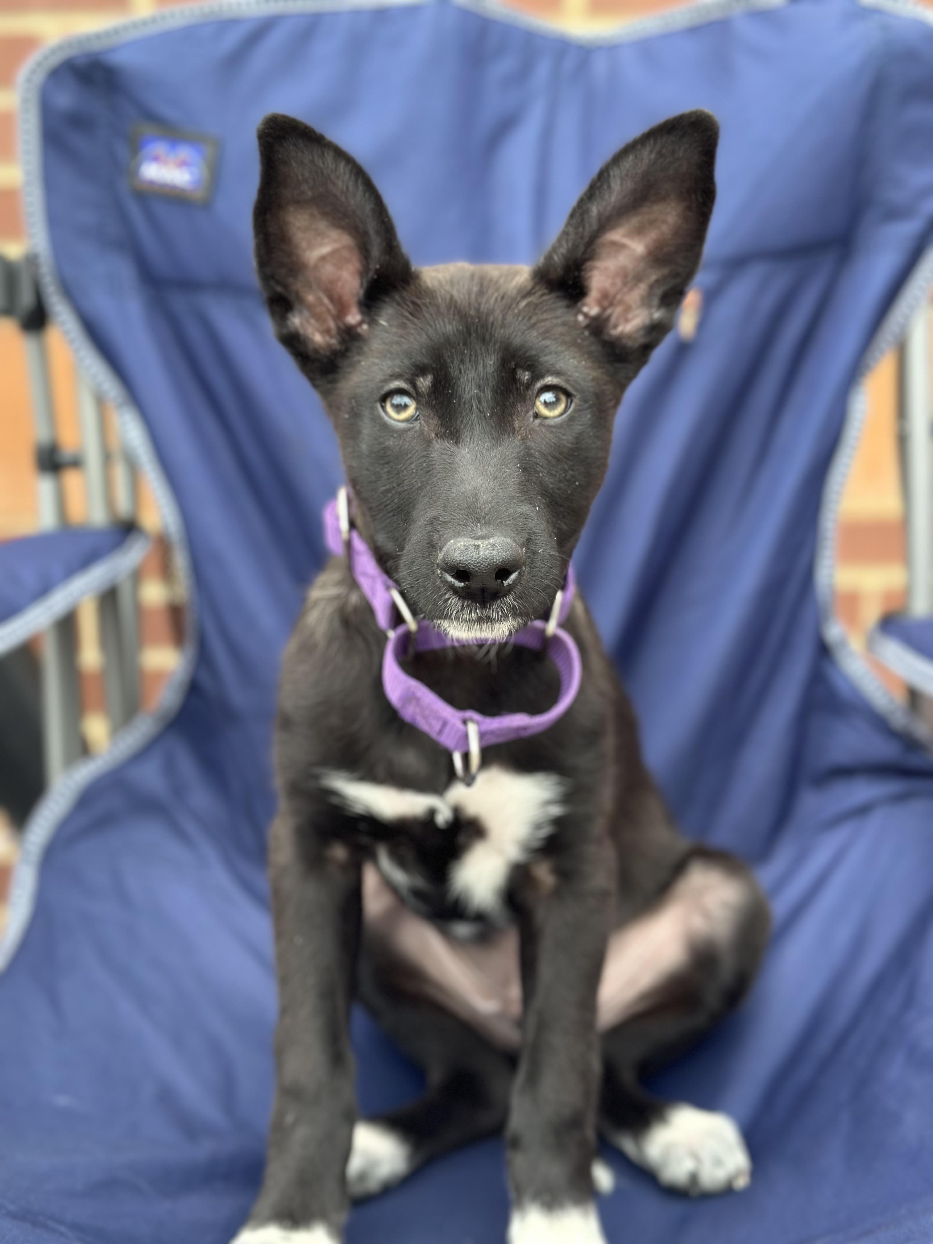 Aidan, adopted, Puppy Male Collie & Cattle Dog.