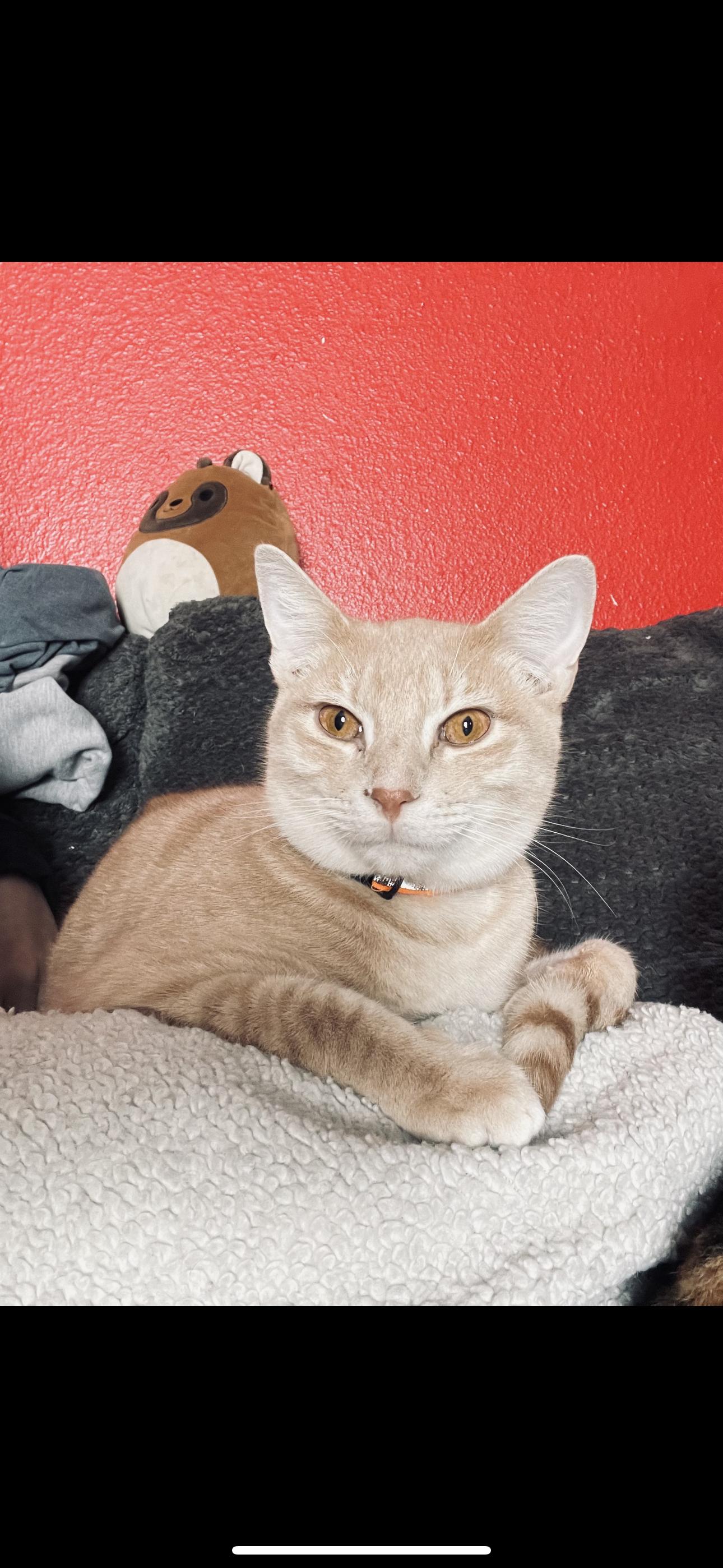 Draco, Adoptable, Young Male Domestic Short Hair.