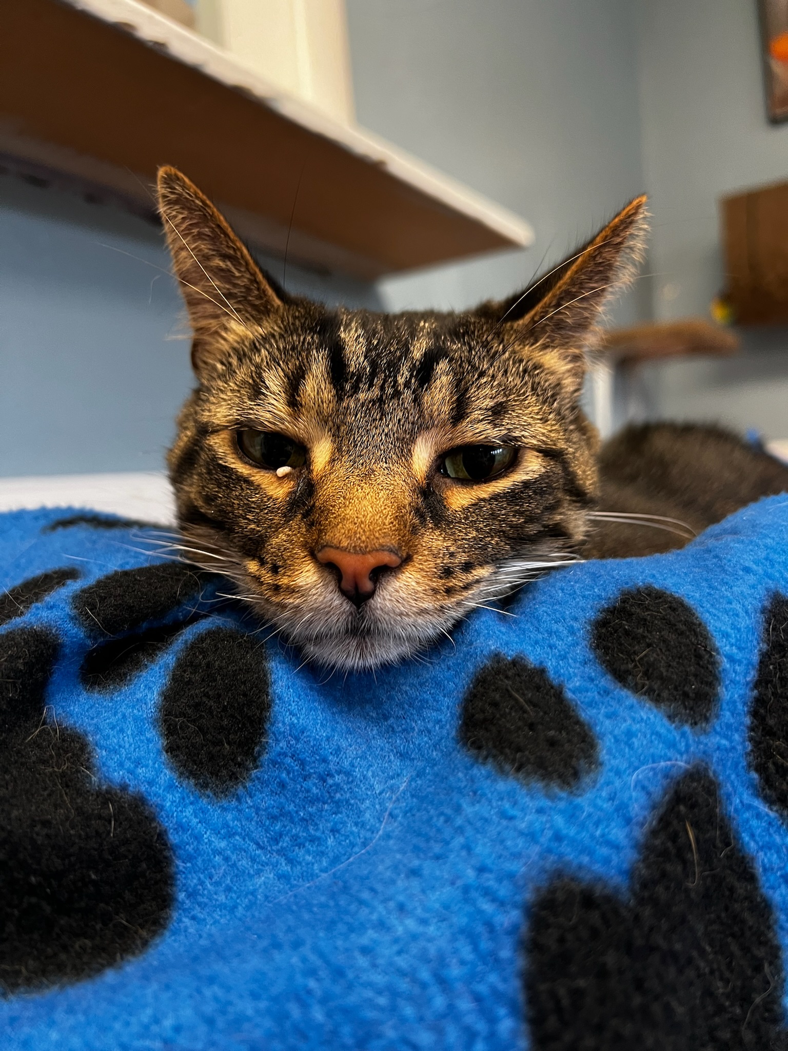 Enlarge Juju, a Adoptable Domestic Short Hair in McDonald, PA image 6/6