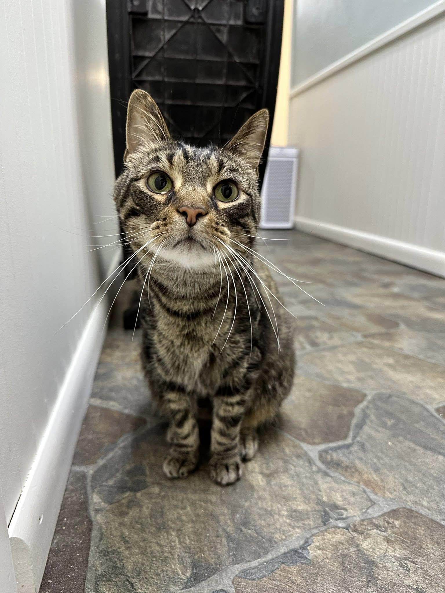 Enlarge Juju, a Adoptable Domestic Short Hair in McDonald, PA image 3/6