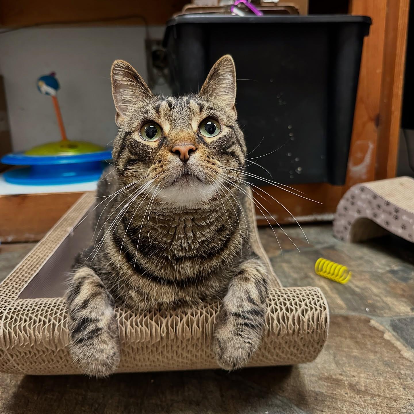 Enlarge Juju, a Adoptable Domestic Short Hair in McDonald, PA image 1/6
