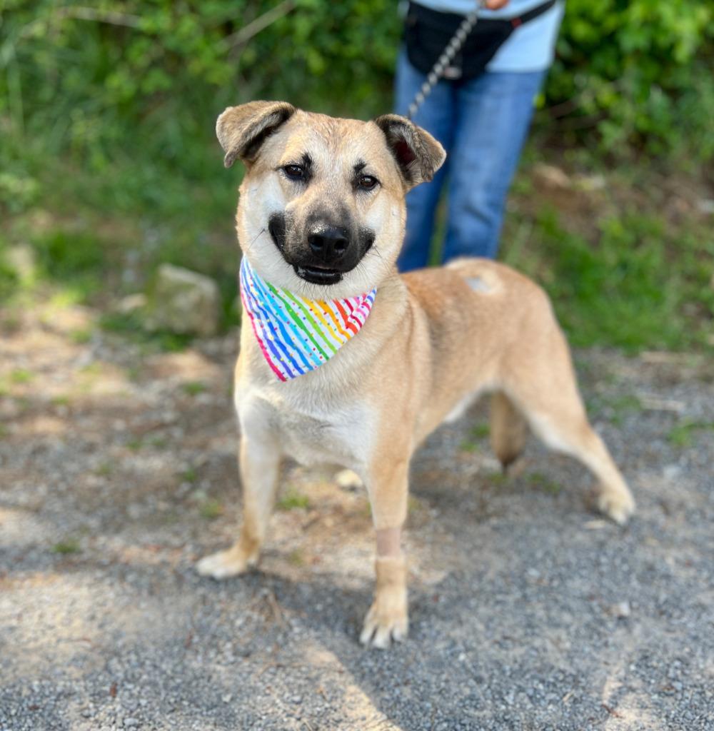 Enlarge Polo, a Adoptable mixed breed in Ellijay, GA image 1/2