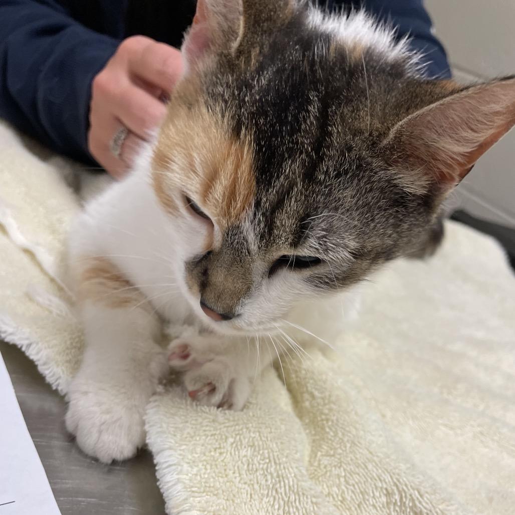 Daphne - Visit me at Elkhart PetSmart!