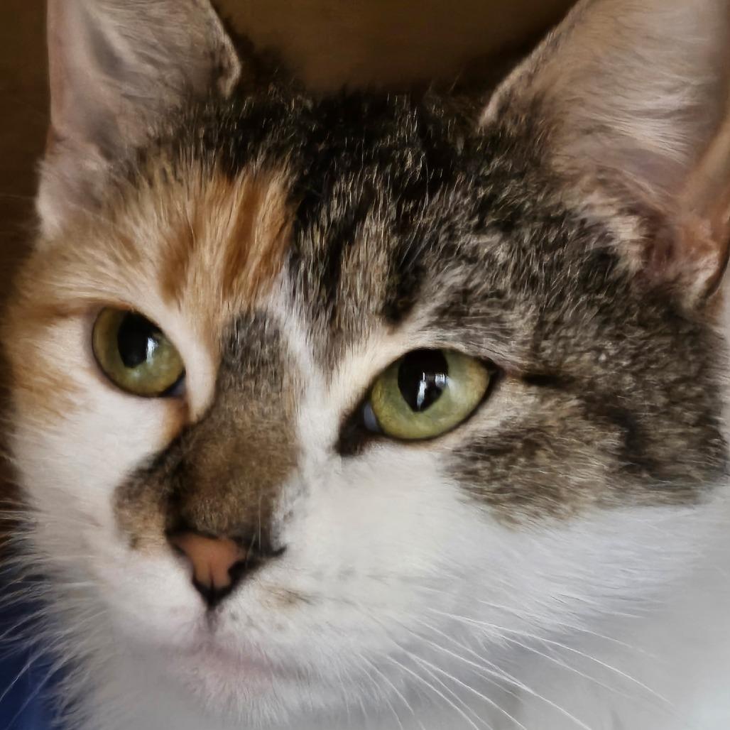 Daphne - Visit me at Elkhart PetSmart! — thumbnail 2