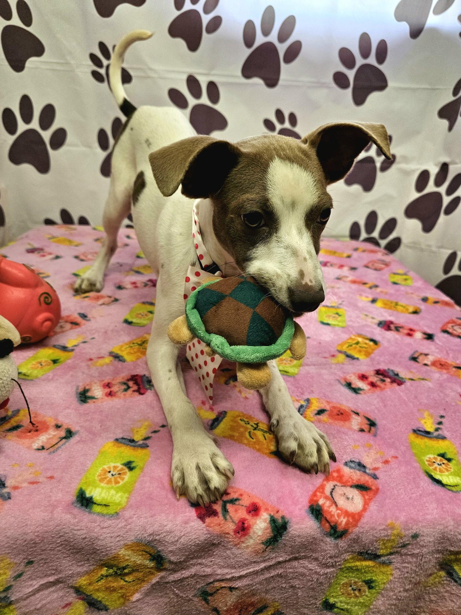 Disco, Adoptable, Young Female Rat Terrier.
