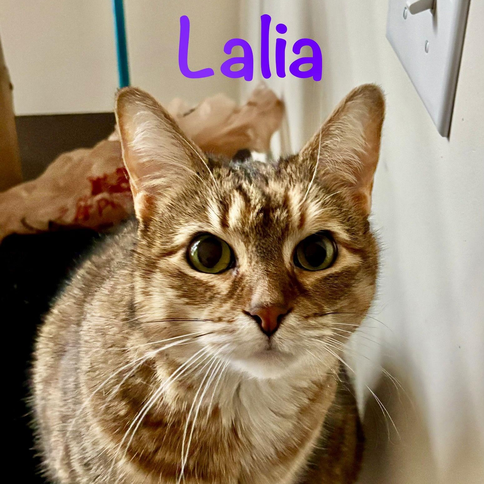 Laila, Adoptable, Adult Female Domestic Short Hair.