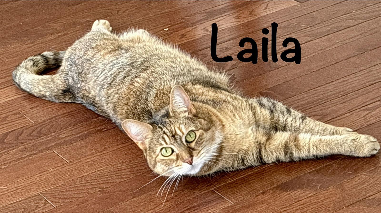 Laila, a Adoptable Domestic Short Hair in Reston, VA image 2/3