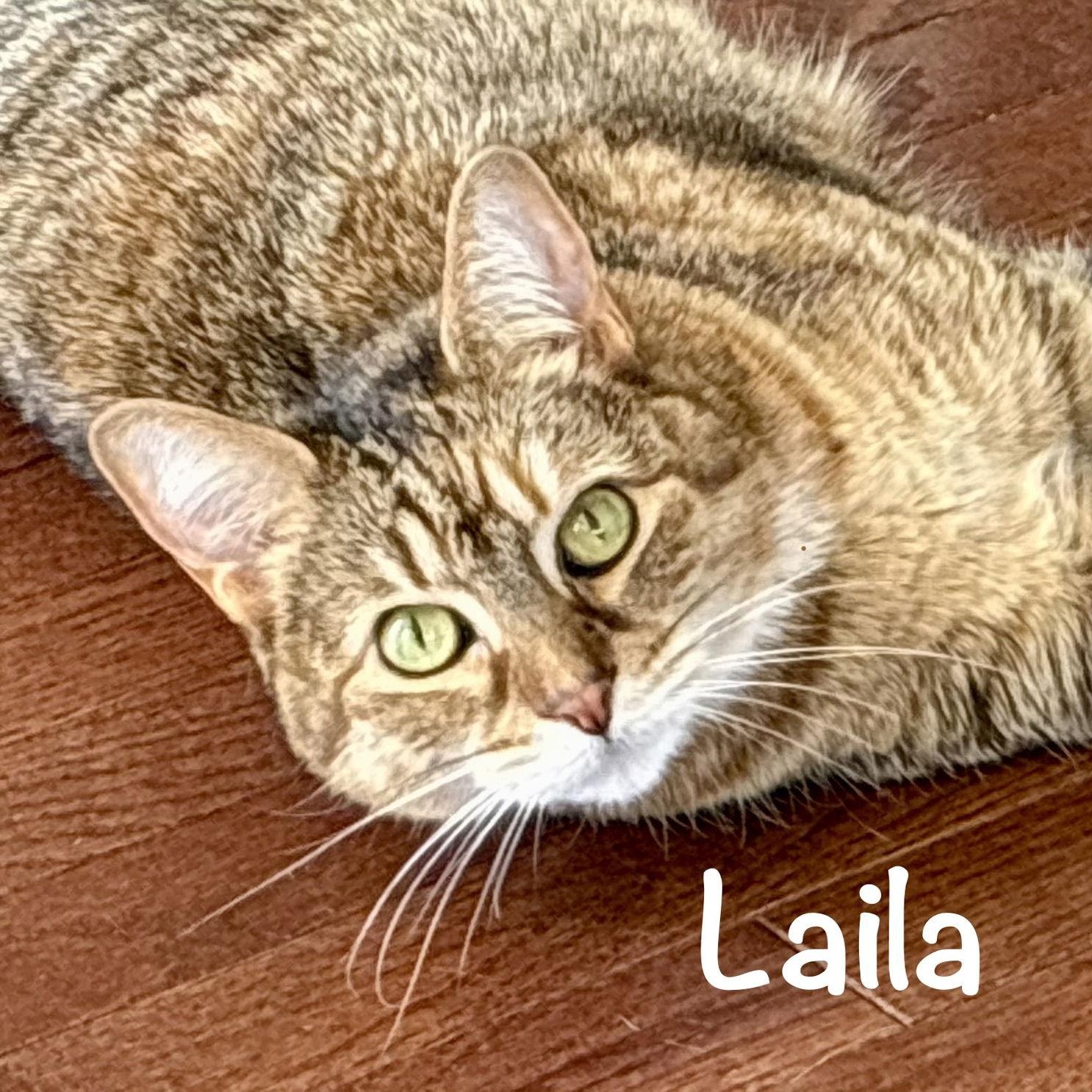 Laila, a Adoptable Domestic Short Hair in Reston, VA image 3/3