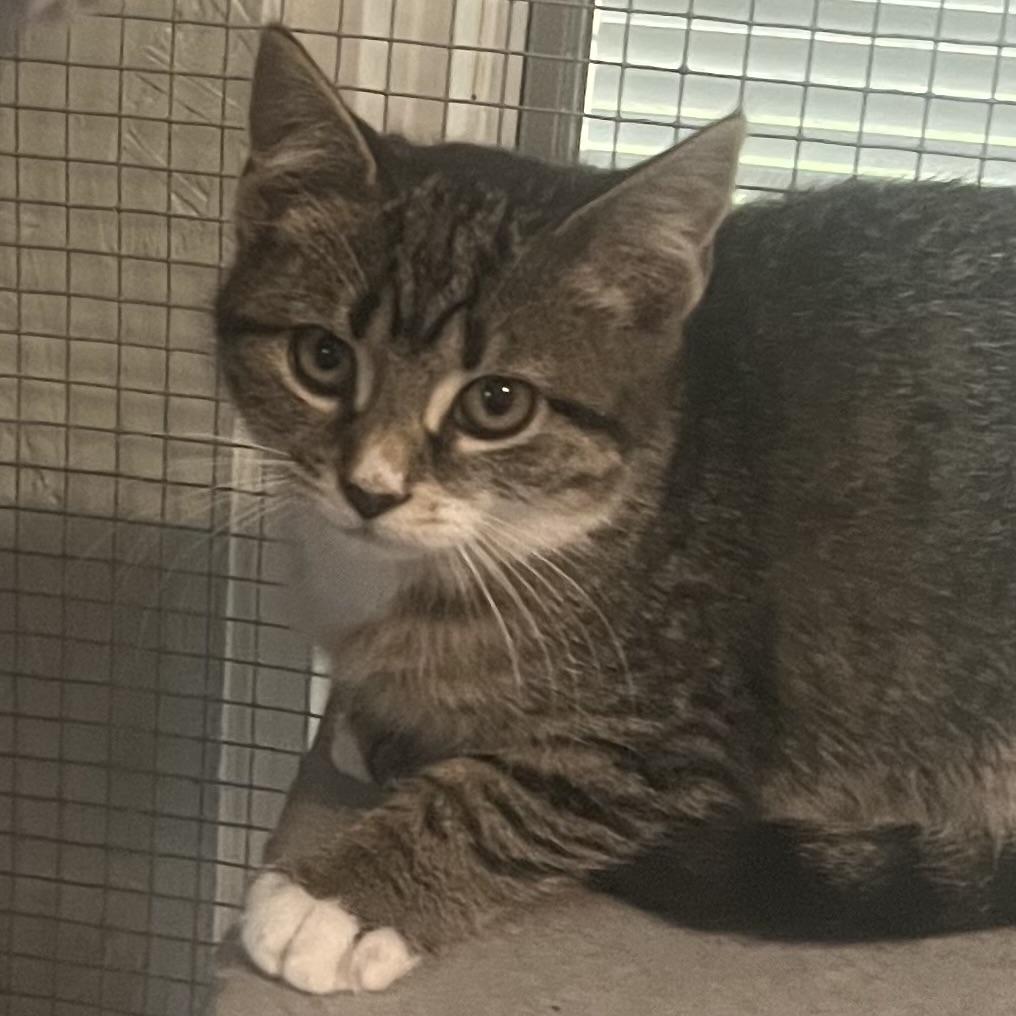 Popcorn, a Adoptable Domestic Short Hair in Lake Geneva, WI image 1/5