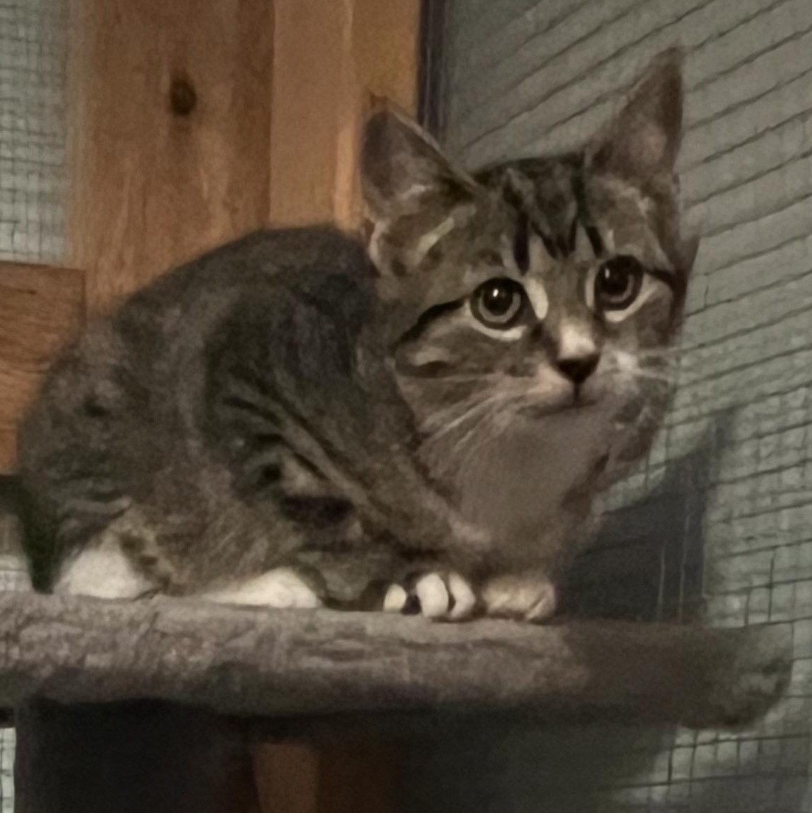 Popcorn, a Adoptable Domestic Short Hair in Lake Geneva, WI image 4/5