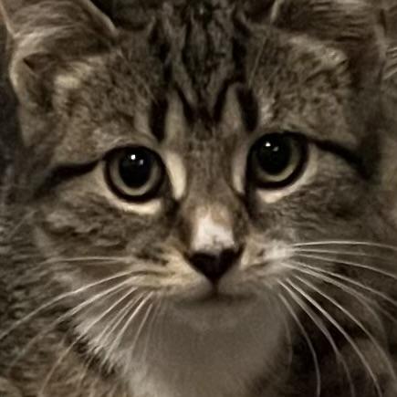 Popcorn, a Adoptable Domestic Short Hair in Lake Geneva, WI image 3/5