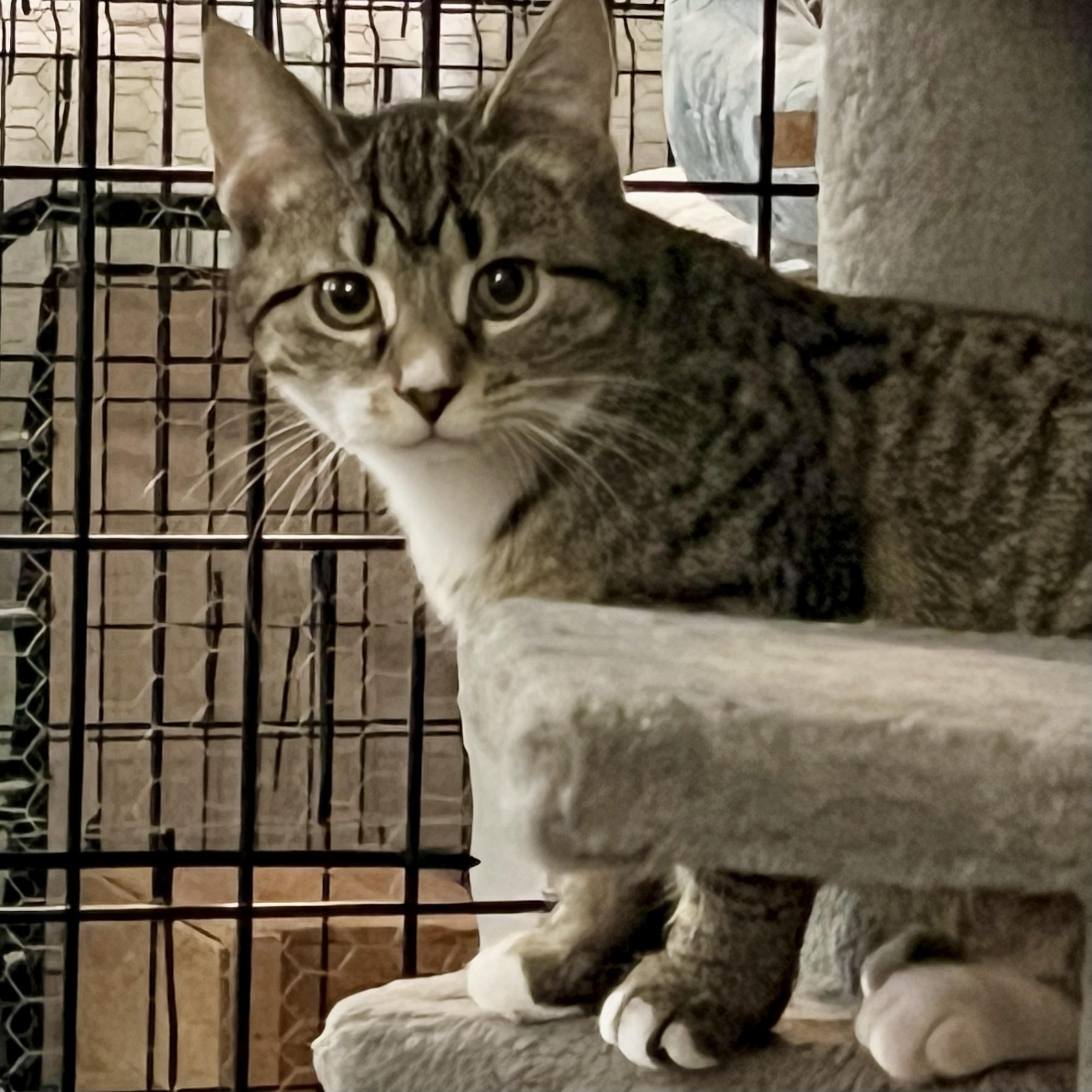 Popcorn, a Adoptable Domestic Short Hair in Lake Geneva, WI image 2/5