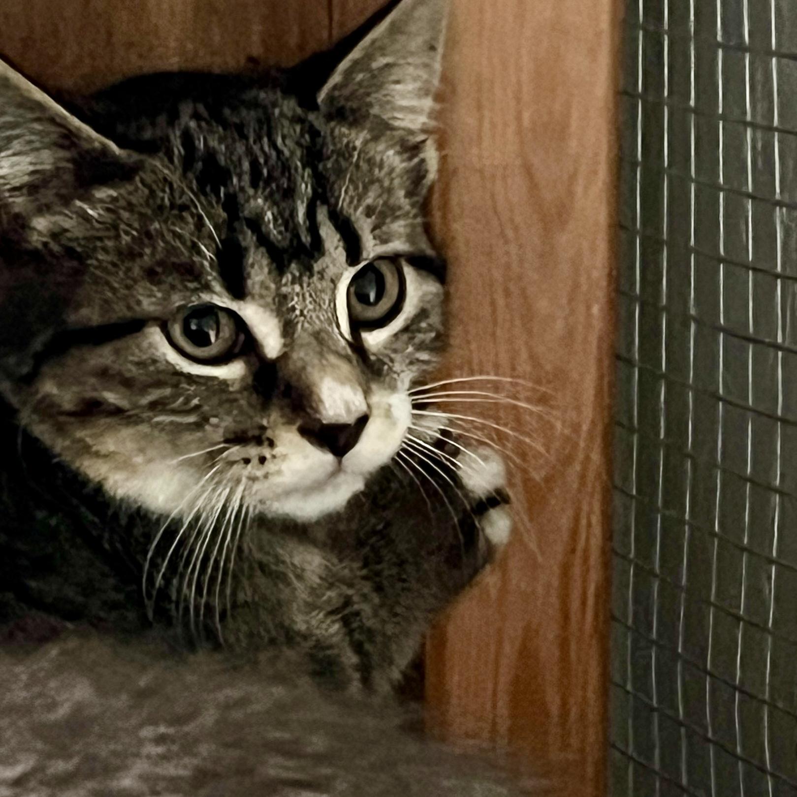 Popcorn, a Adoptable Domestic Short Hair in Lake Geneva, WI image 5/5