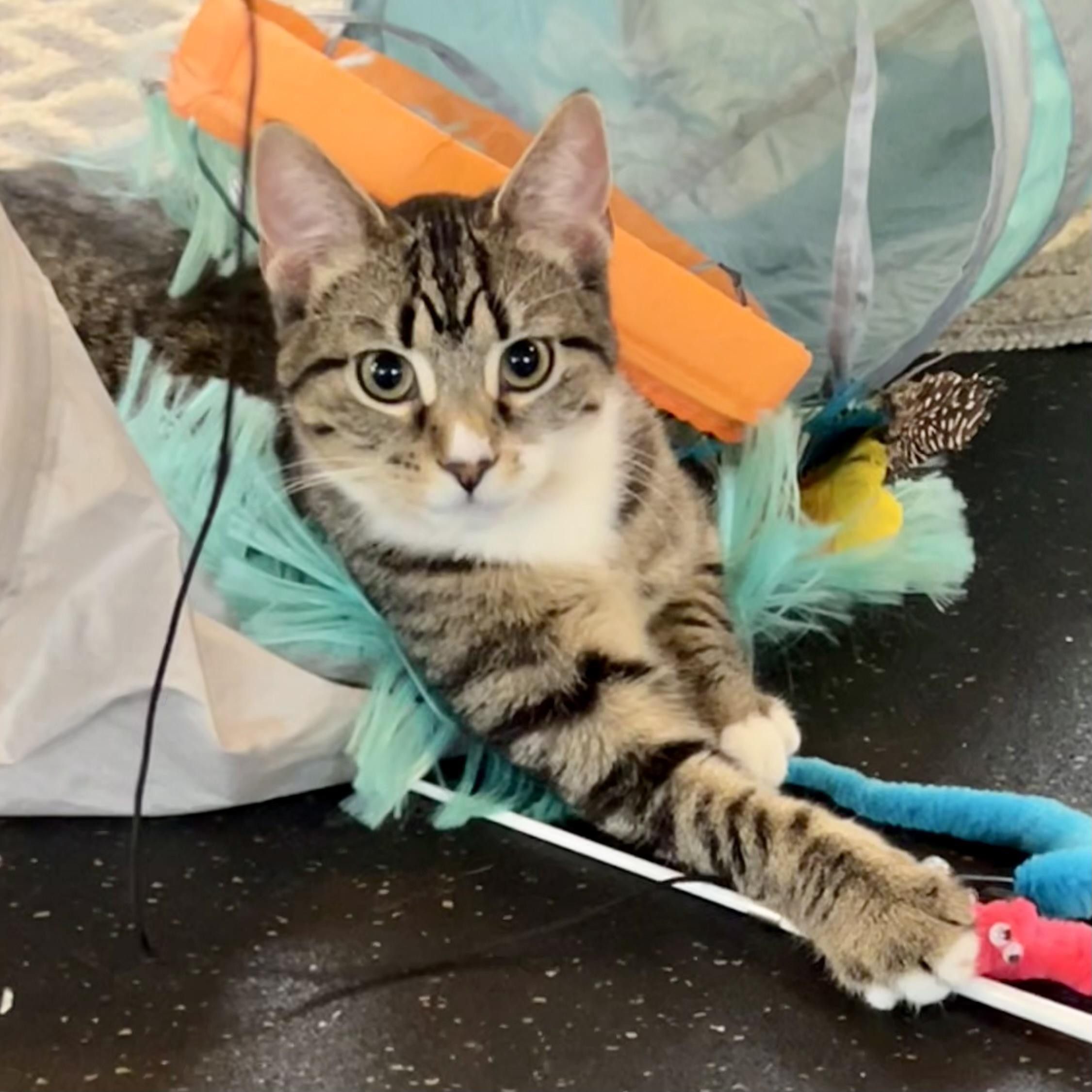 Enlarge Popcorn, a other Domestic Short Hair in Lake Geneva, WI image 1/6