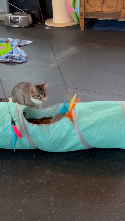 Enlarge Popcorn, a other Domestic Short Hair in Lake Geneva, WI video 6/6