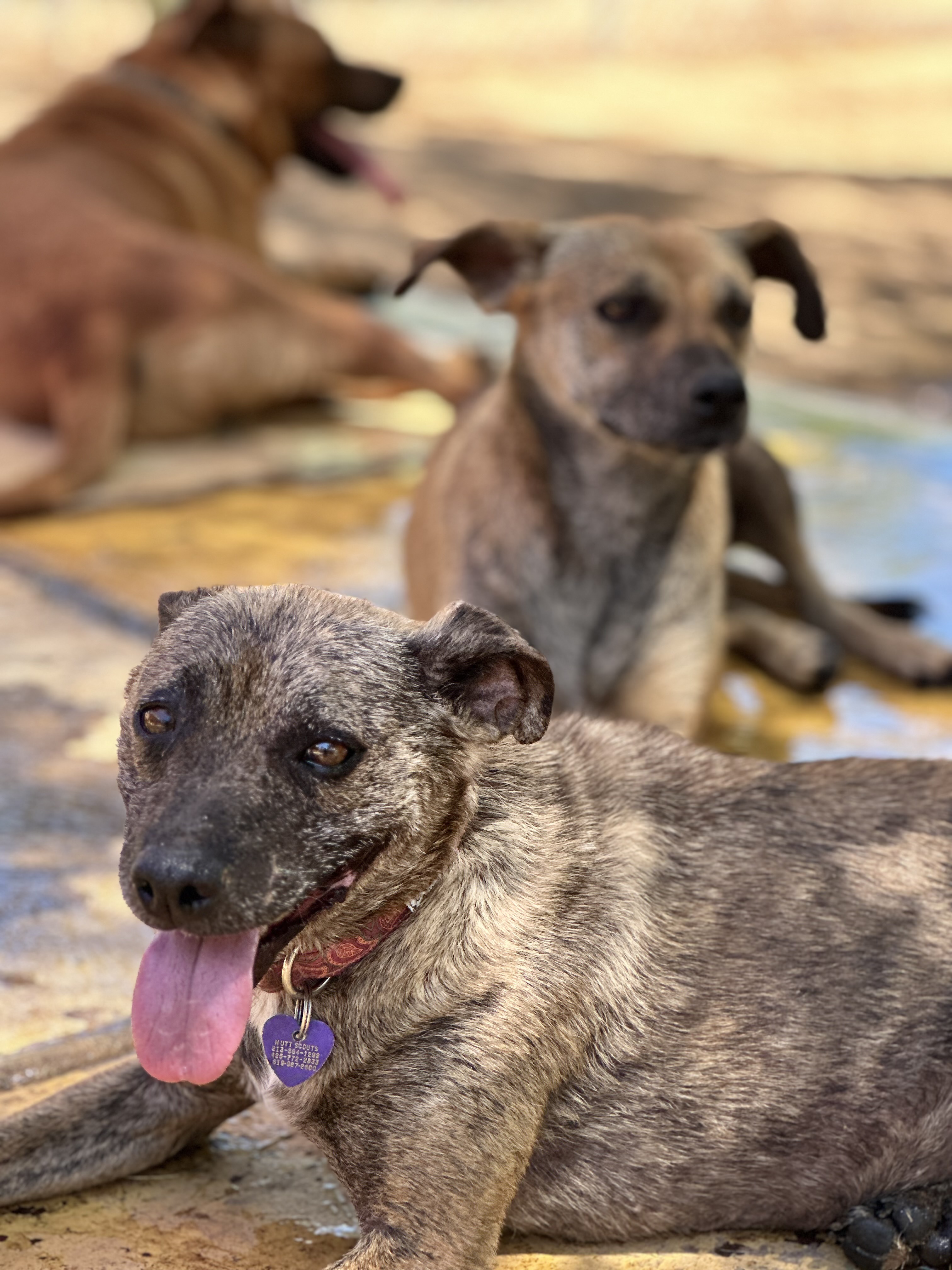 Patches, a Adoptable mixed breed in Los Angeles, CA image 2/3