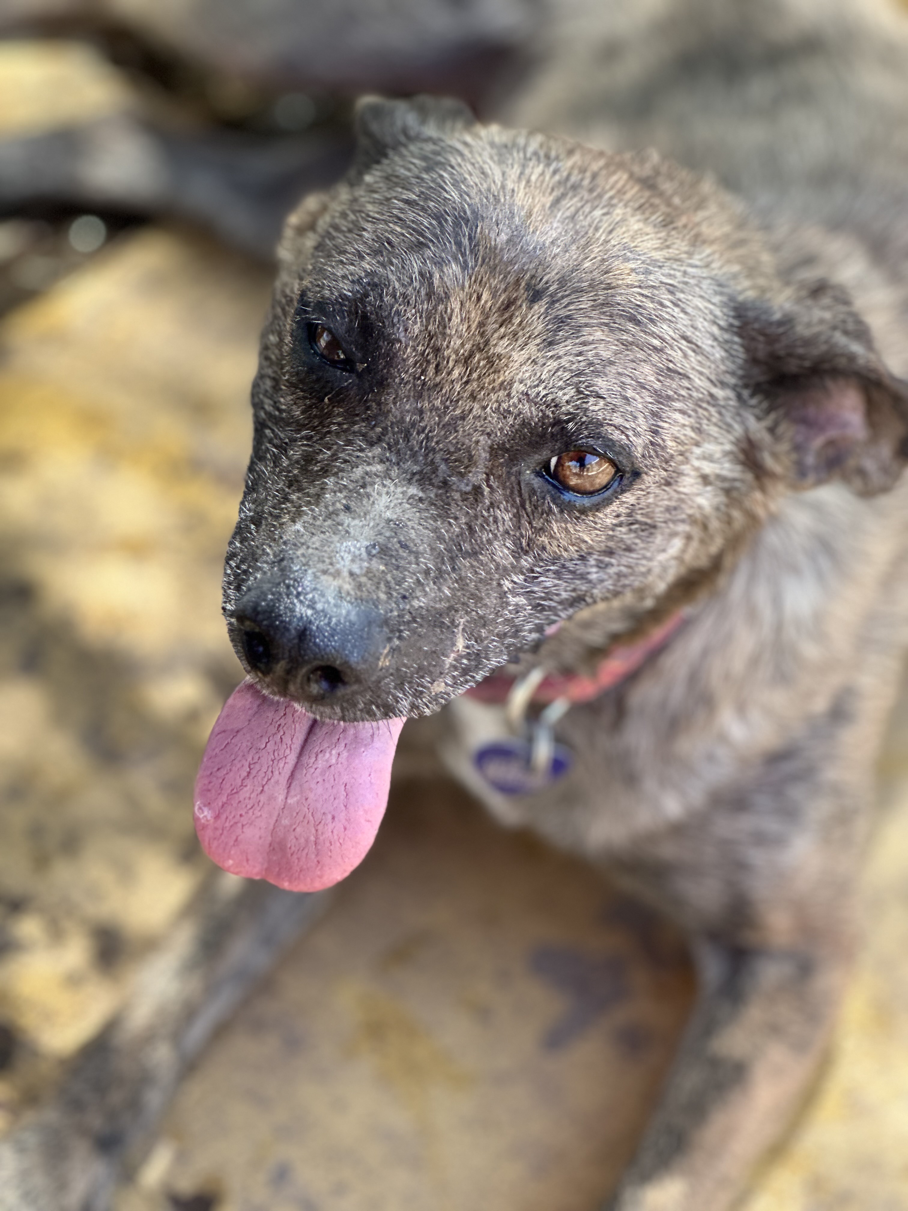 Patches, a Adoptable mixed breed in Los Angeles, CA image 1/3