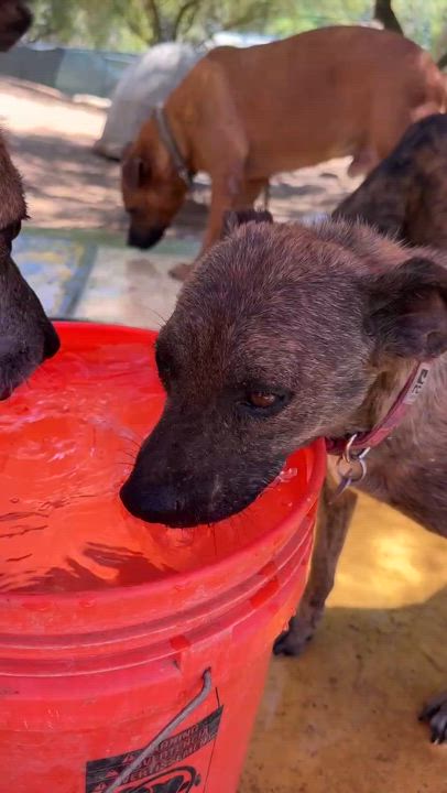 Enlarge Patches, a Adoptable mixed breed in Los Angeles, CA video 3/3