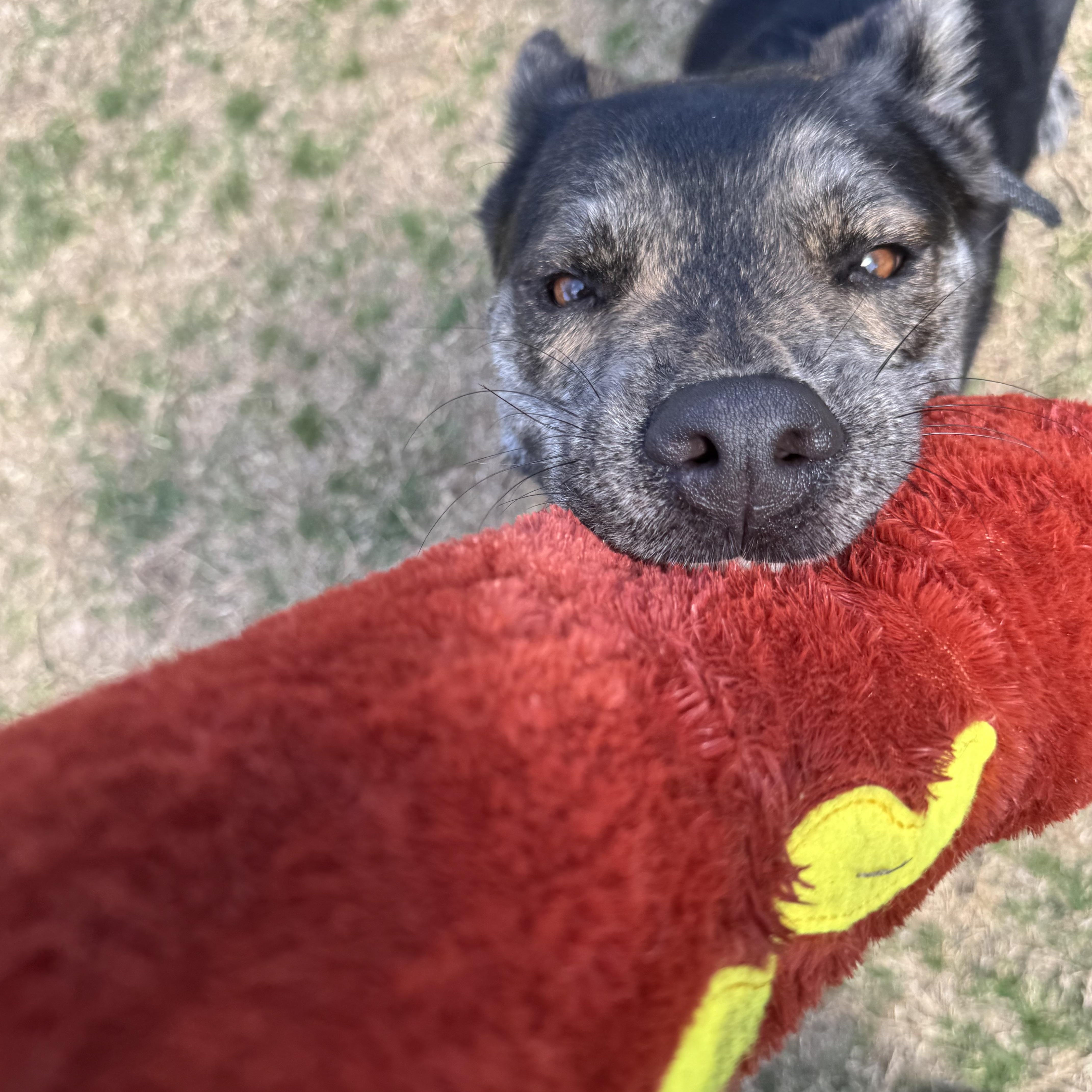 Enlarge Pinto, a Adoptable mixed breed in Denver , CO image 2/6