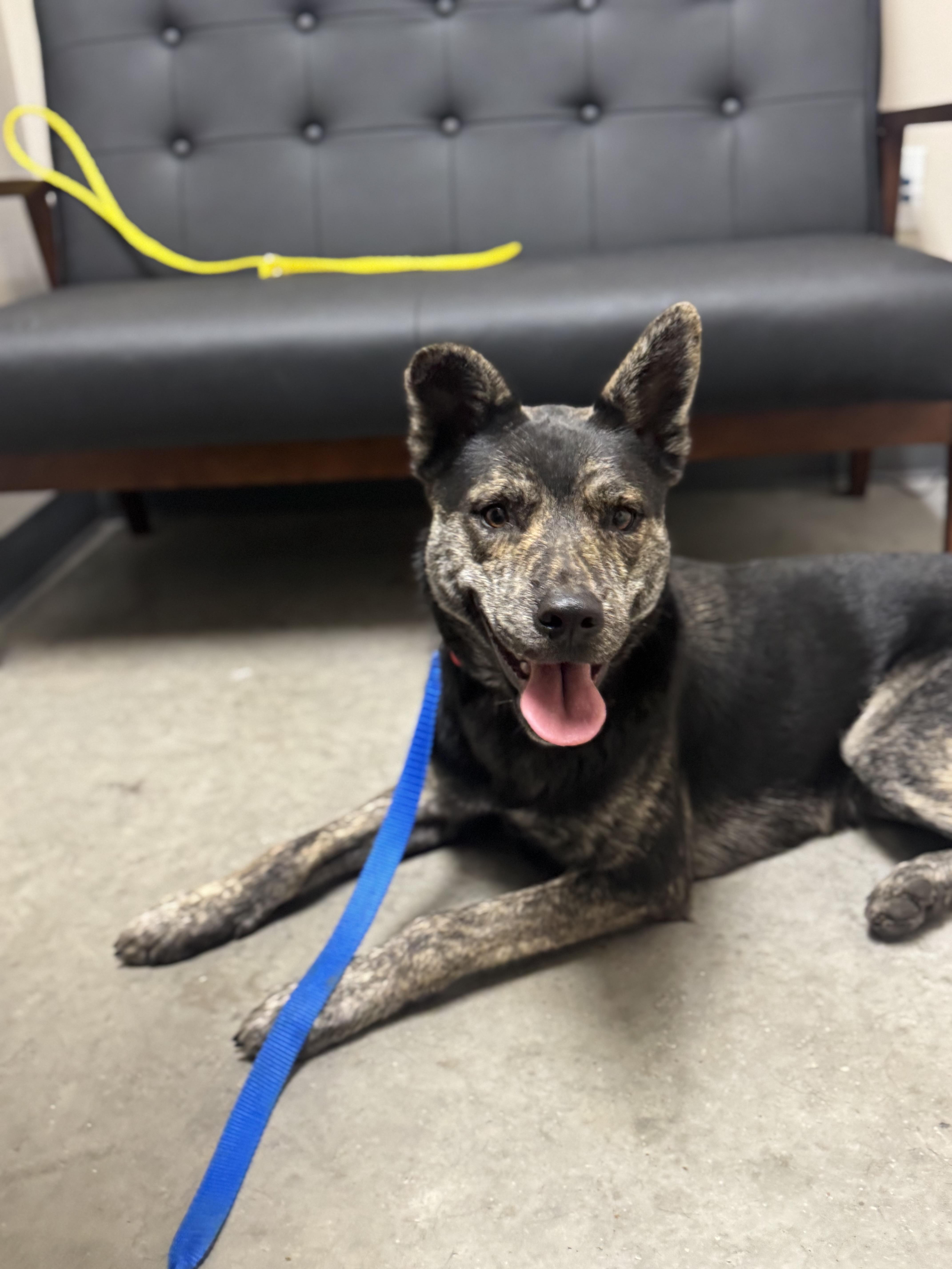 Enlarge Pinto, a Adoptable mixed breed in Denver , CO image 4/6