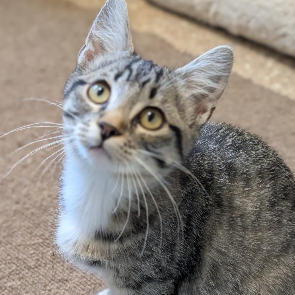 Mindy, Adoptable, Kitten Female Domestic Short Hair.