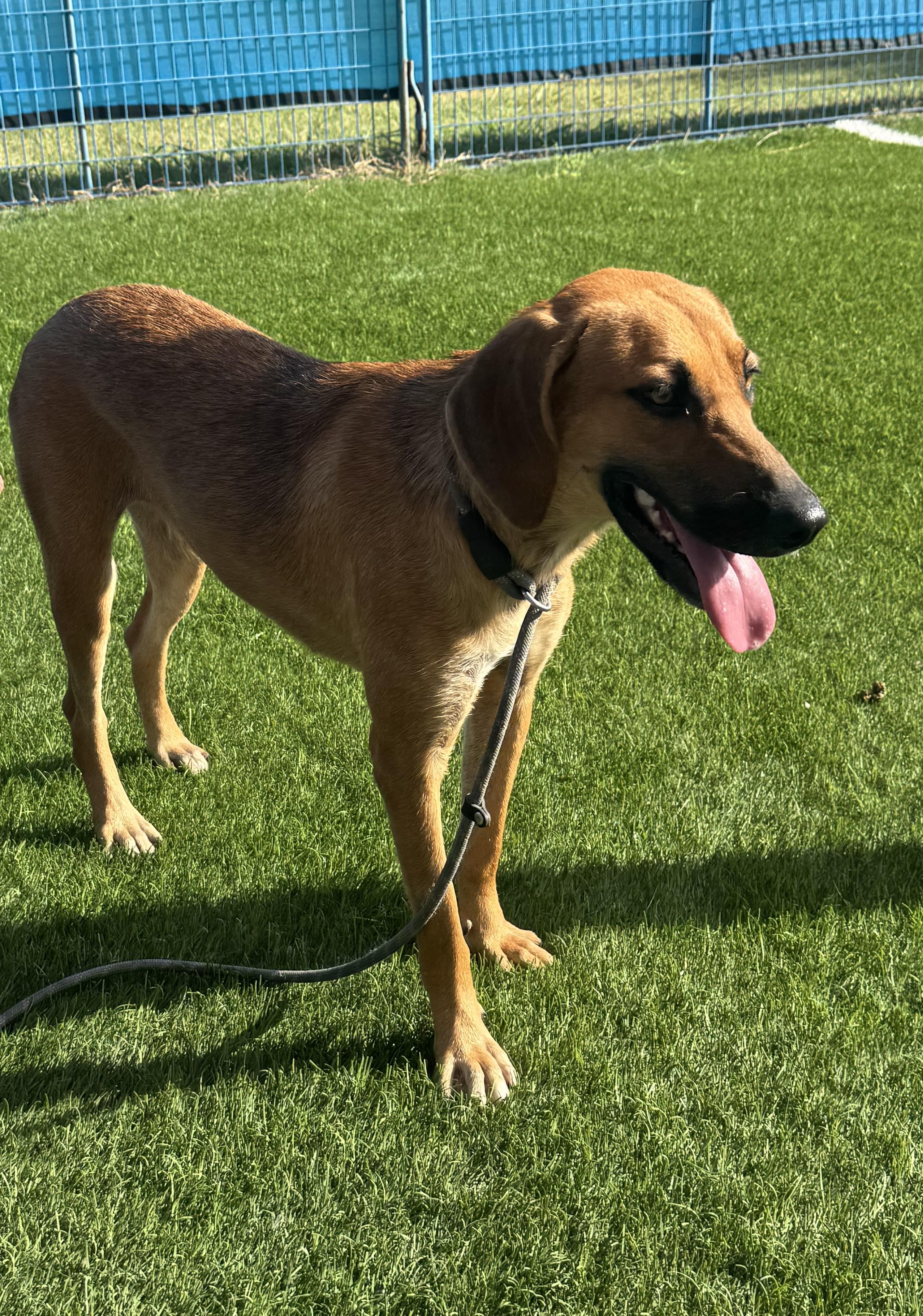 Enlarge Ruby, an adopted mixed breed in Edmonds, WA image 3/5