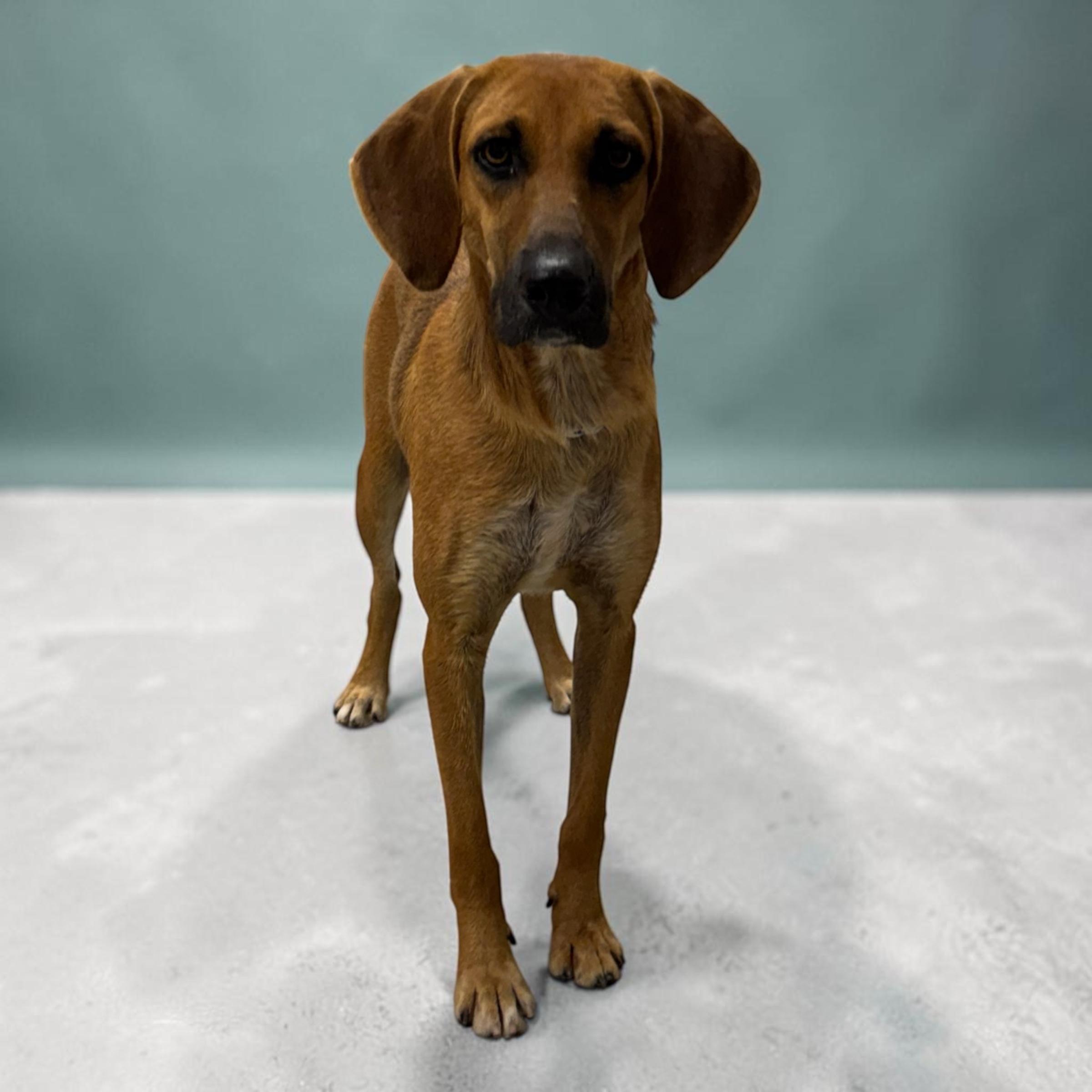 Ruby, adopted, Adult Female Redbone Coonhound.