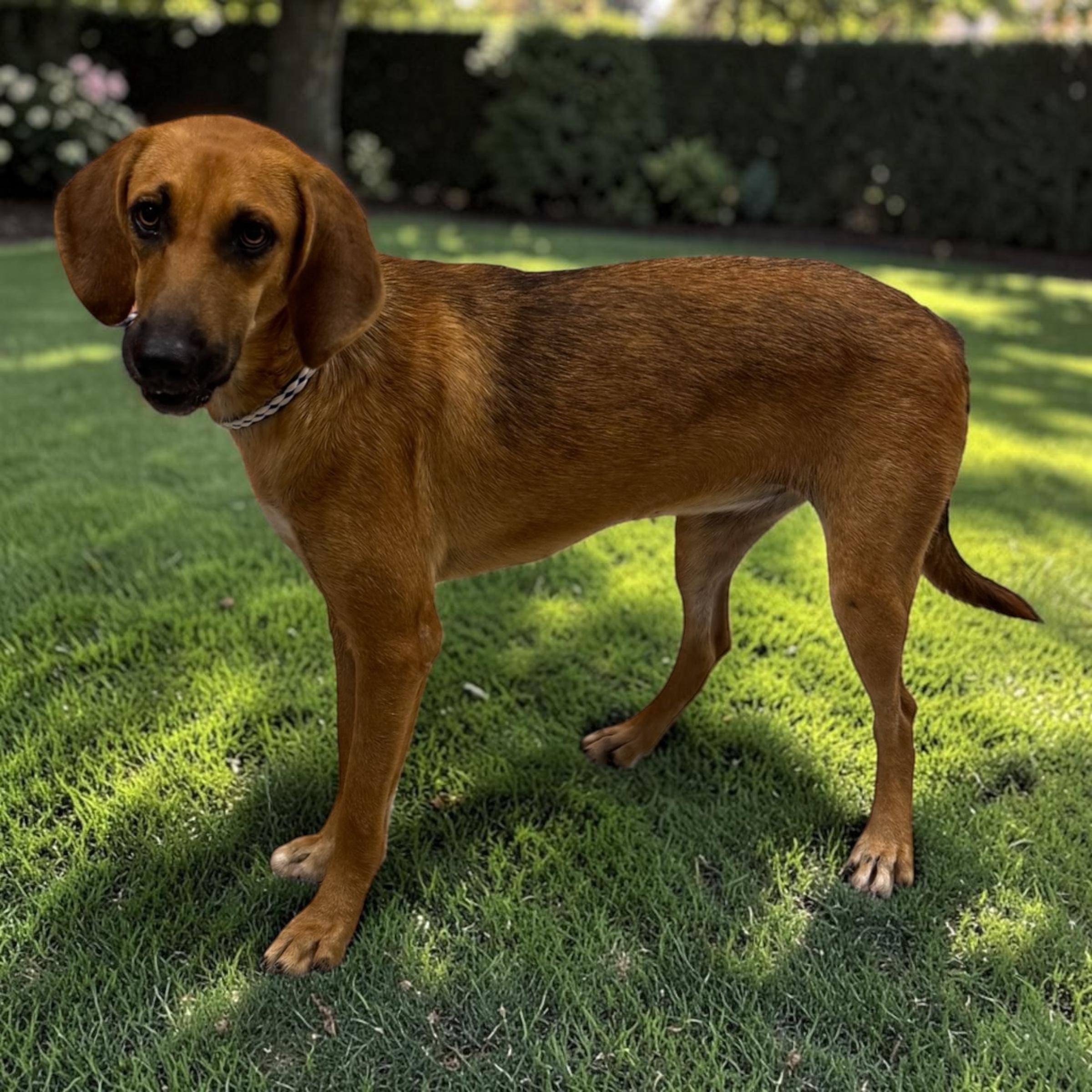 Enlarge Ruby, an adopted mixed breed in Edmonds, WA image 4/5