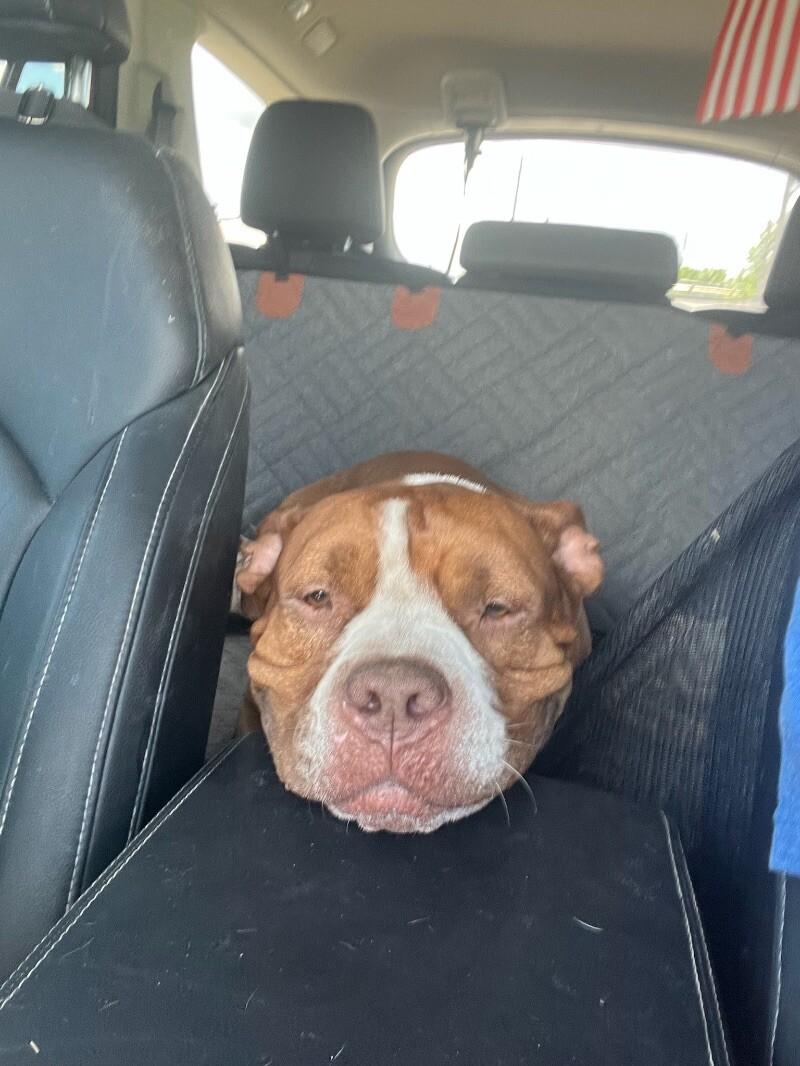 Guppy Delivers Giggles — thumbnail 5