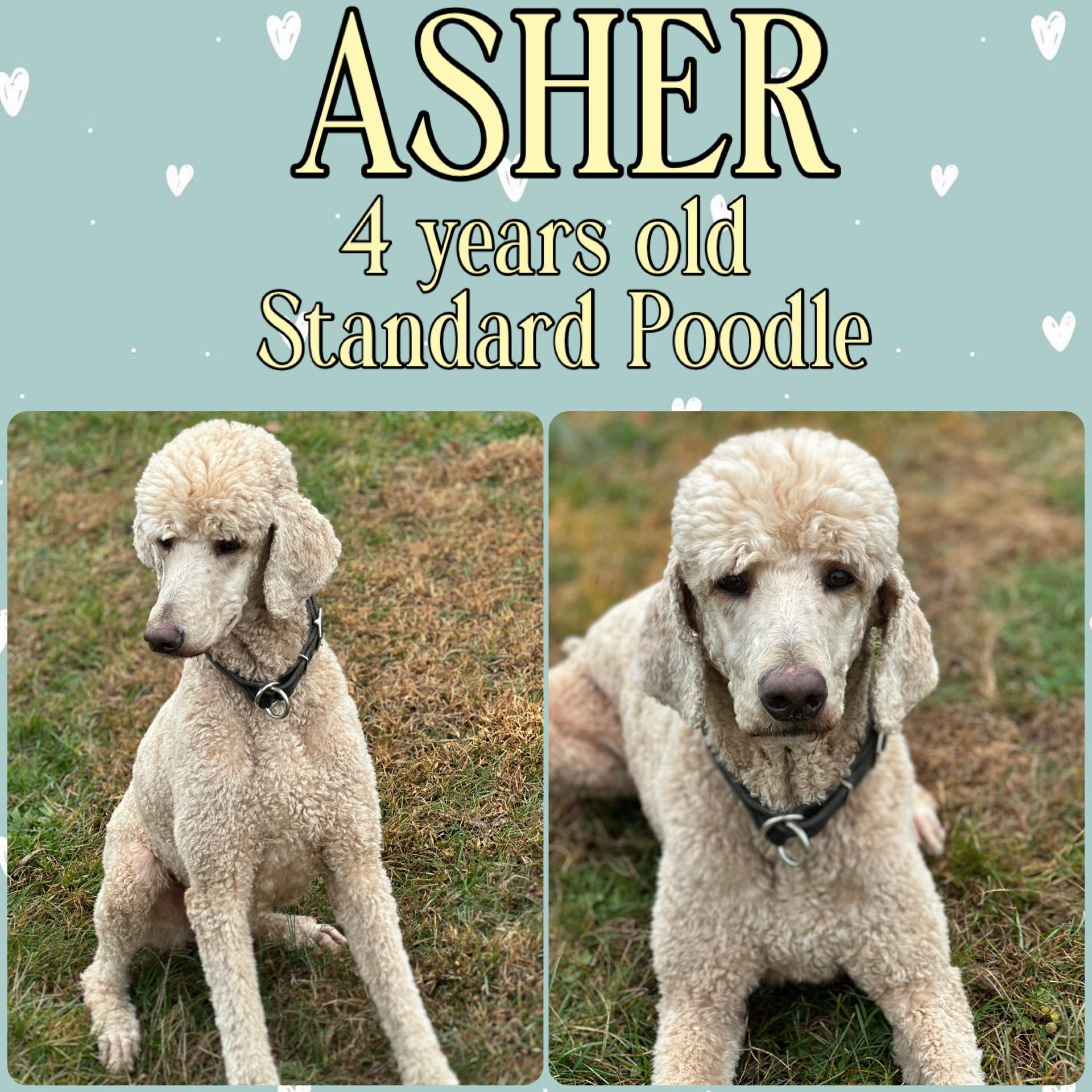Enlarge Asher, a Adoptable Standard Poodle in Grantville, PA image 1/1