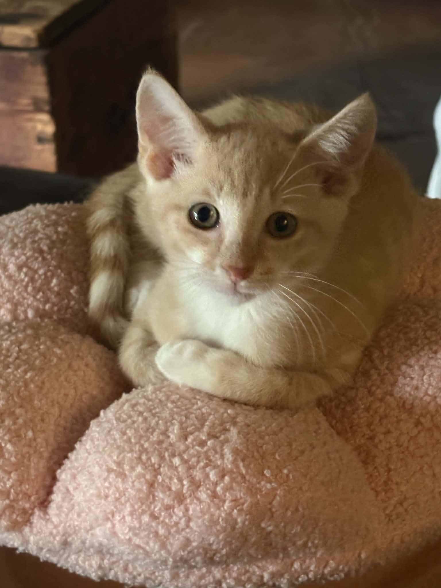 Busy Bee, Adoptable, Kitten Male Domestic Short Hair.