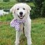 Ducky, Adopted, Adult Female Great Pyrenees.