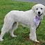 Enlarge Ducky, a Adopted Great Pyrenees in Stuarts Draft, VA image 2/3