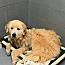 Enlarge Ducky, a Adopted Great Pyrenees in Stuarts Draft, VA image 3/3