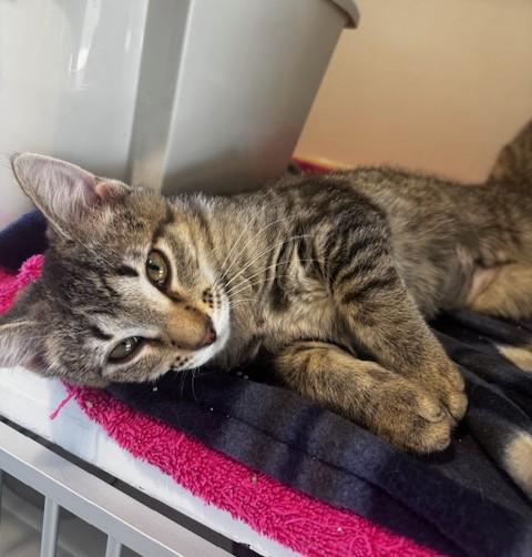 Tigger, a ADOPTABLE Domestic Short Hair in Hutchinson, MN image 1/3