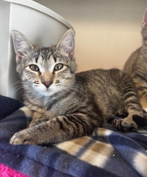 Tigger, a ADOPTABLE Domestic Short Hair in Hutchinson, MN image 2/3