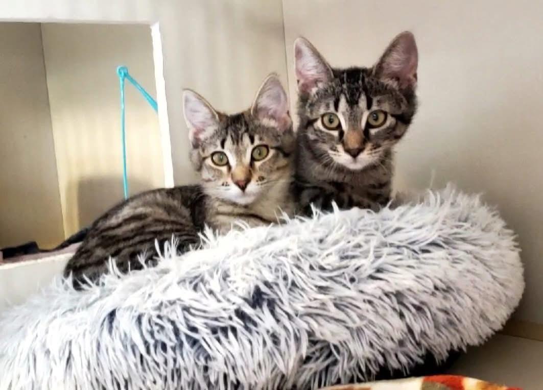 Tigger, a ADOPTABLE Domestic Short Hair in Hutchinson, MN image 3/3