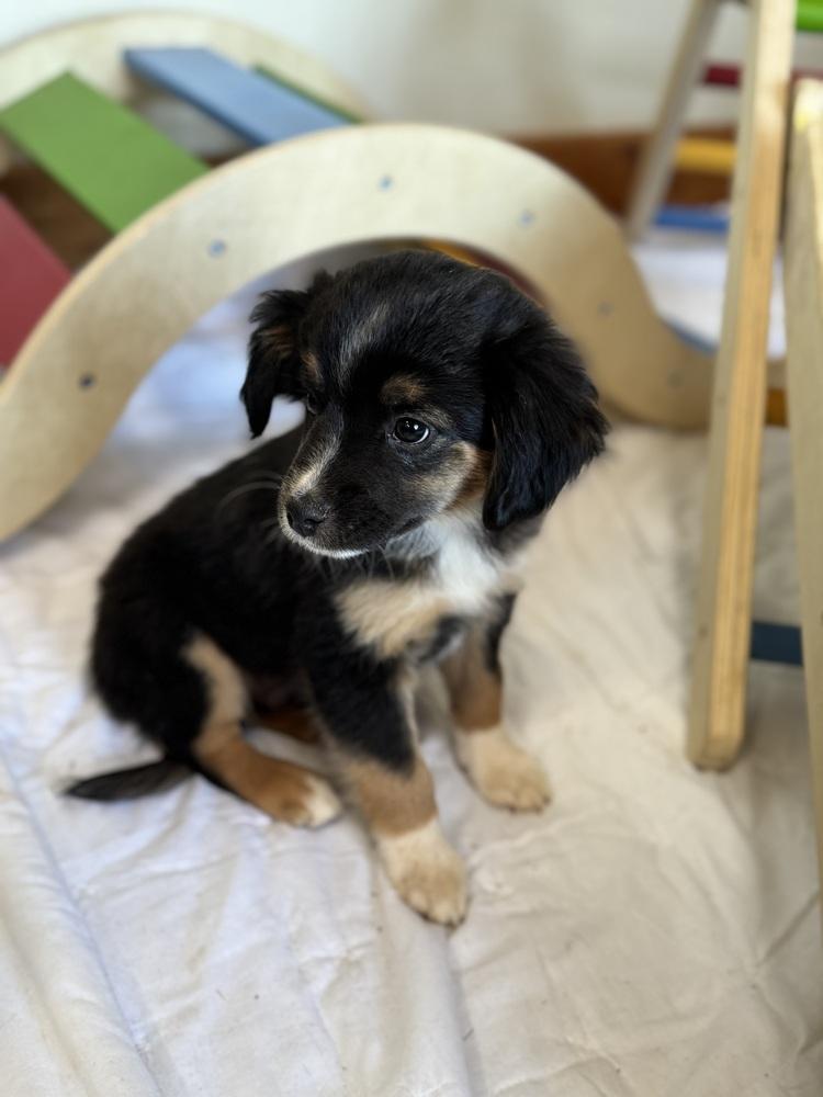 Enlarge MoMo, a Adoptable mixed breed in Tucson, AZ image 1/4